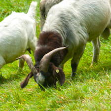 Landschaftspflege durch Beweidung