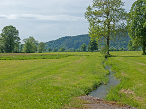 südliche Runze