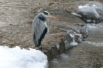 EisDreisam