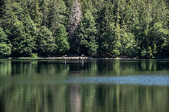 Feldsee