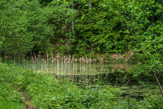 Hirschweiher