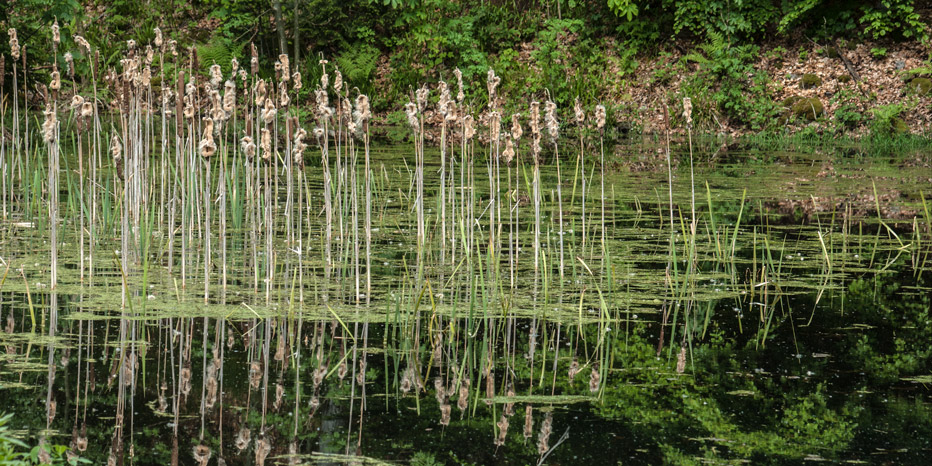 Hirschweiher