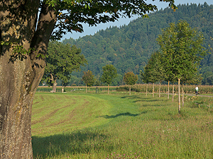 Wirtschaftsweg