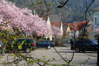 Hirschenhofweg