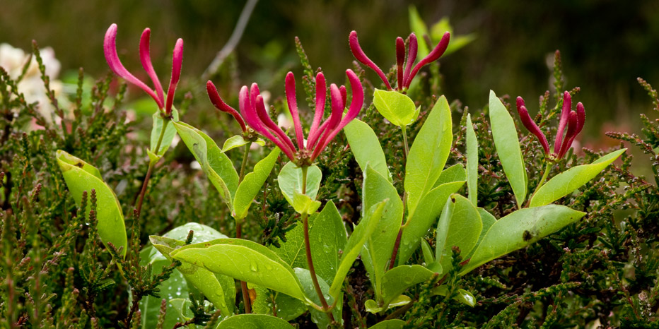 Wald-Geißblatt