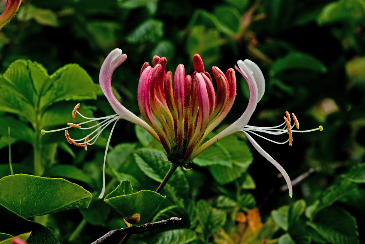 Wald-Geißblatt