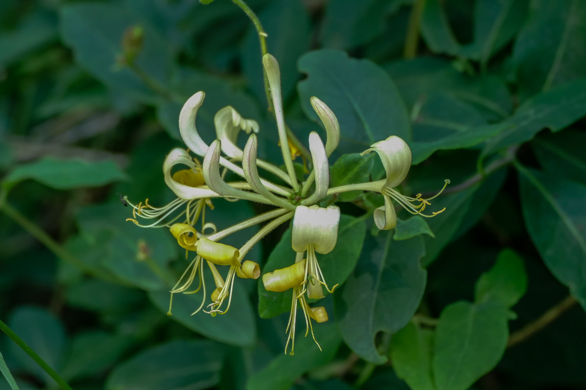 Wald-Geißblatt