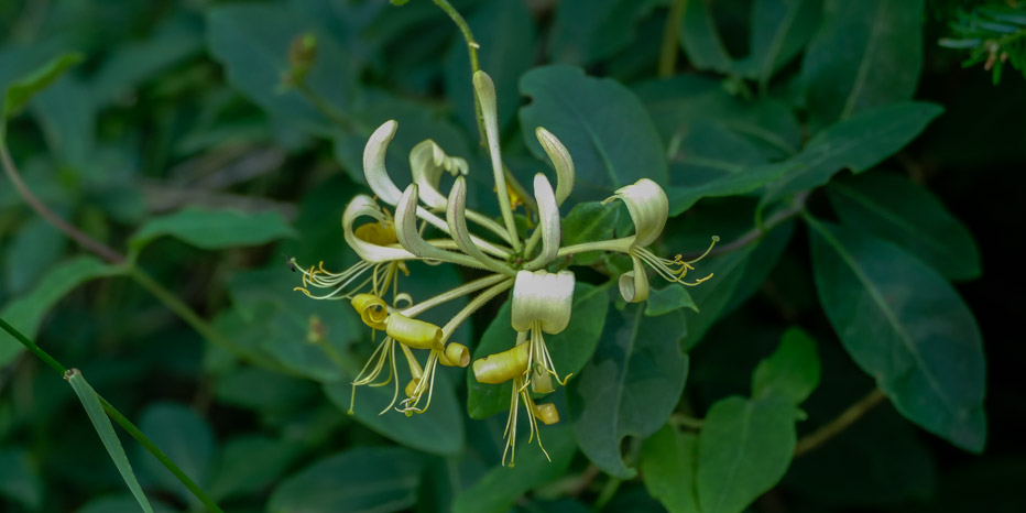 Wald-Geißblatt