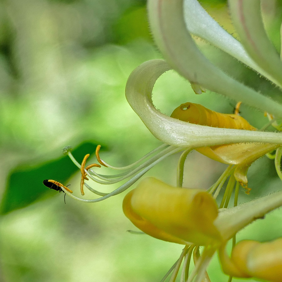 Wald-Geißblatt