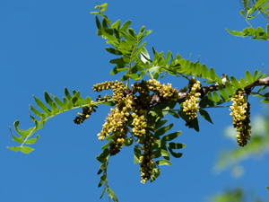 Dreidornige Gleditschie