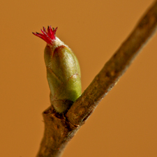 Gewöhnliche Hasel