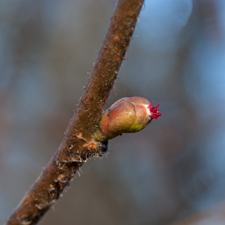 Gewöhnliche Hasel