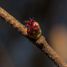 Gewöhnliche Hasel