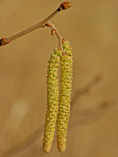 Gewöhnliche Hasel