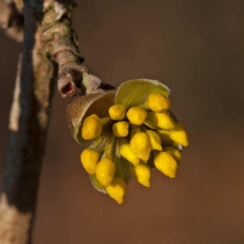 Hainbuche