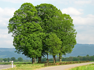 Sommerlinde