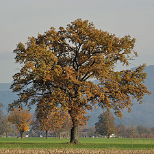 Stiel-Eiche