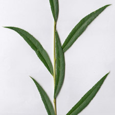 Salix alba 'Tristis'