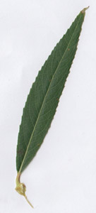 Salix alba 'Tristis'