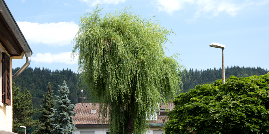 Salix alba 'Tristis'