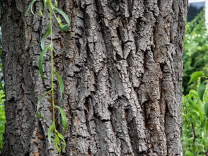 Salix alba 'Tristis'