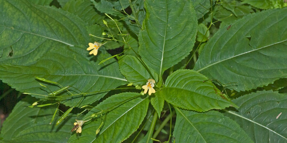 Kleinblütiges Springkraut