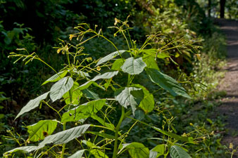 Kleinblütiges Springkraut