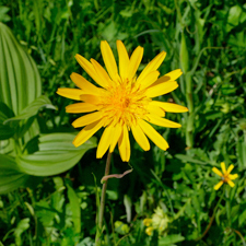 Wiesen-Bocksbart