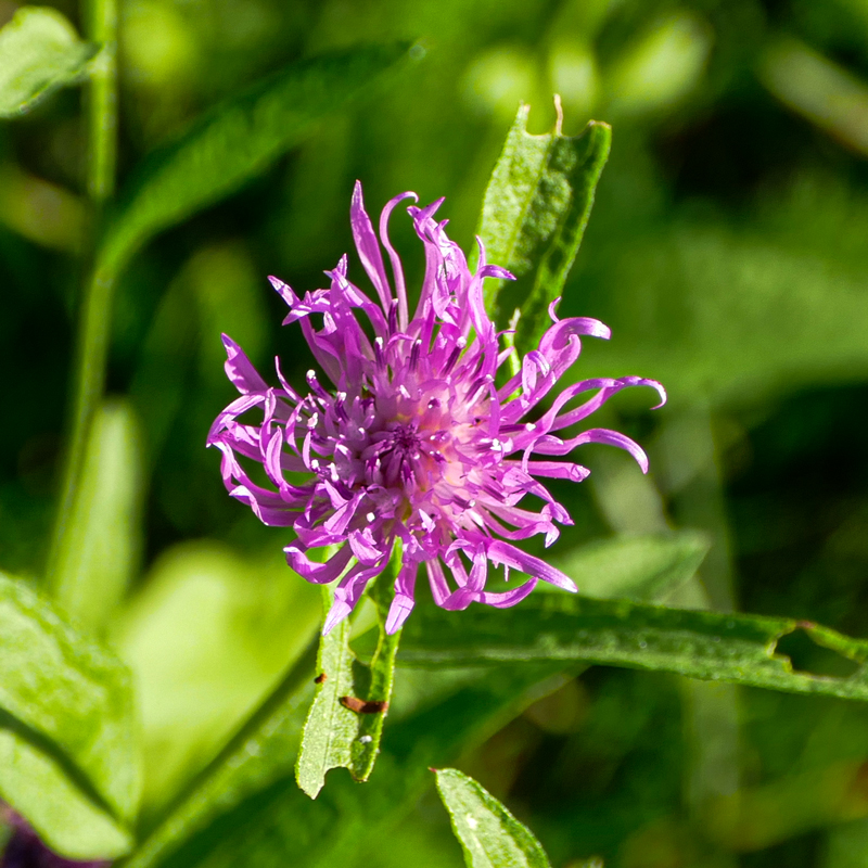 Wiesen-Flockenblume