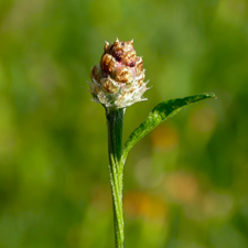 Wiesen-Flockenblume