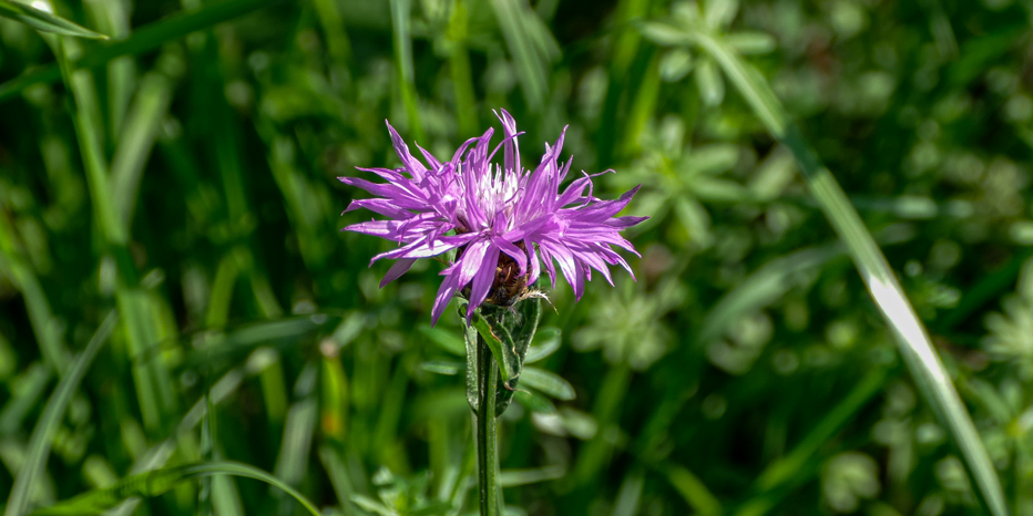 Wiesen-Flockenblume