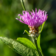 Wiesen-Flockenblume