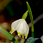 Frühlings-Knotenblume