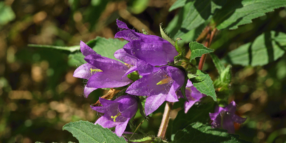 Nesselblättrige Glockenblume