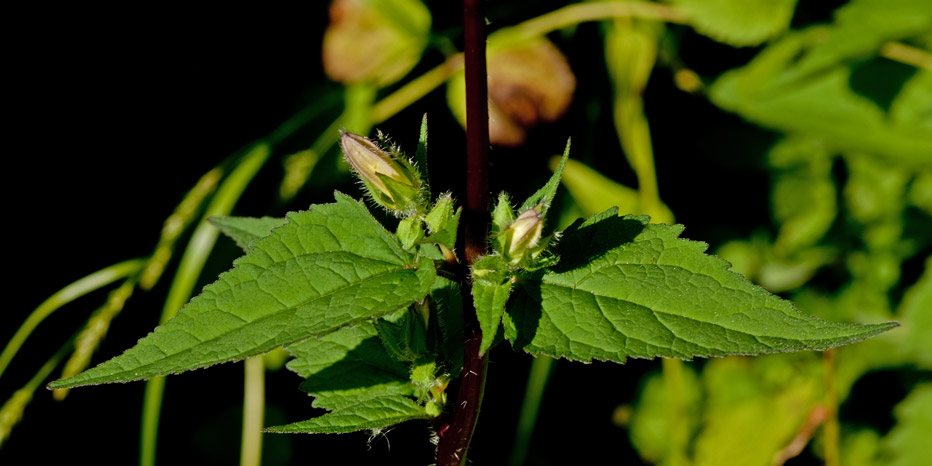 Nesselblättrige Glockenblume