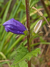 Nesselblättrige Glockenblume