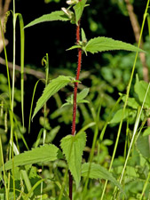 Nesselblättrige Glockenblume