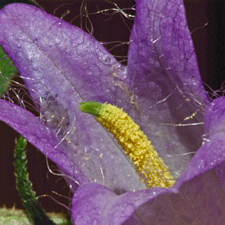 Nesselblättrige Glockenblume