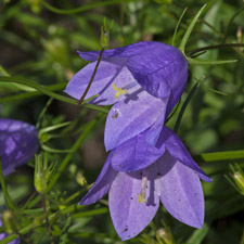 Rundblättrige Glockenblume