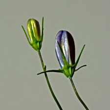 Rundblättrige Glockenblume