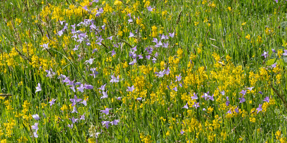 Wiesen-Glockenblume