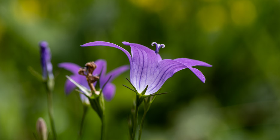 Wiesen-Glockenblume