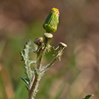 Schlüsselblume