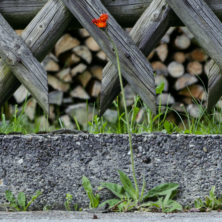 Orangerotes Habichtskraut