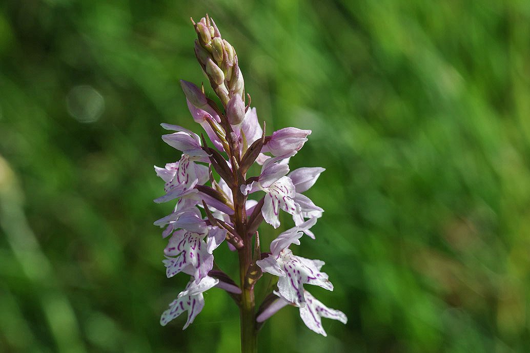 Geflecktes Knabenkraut