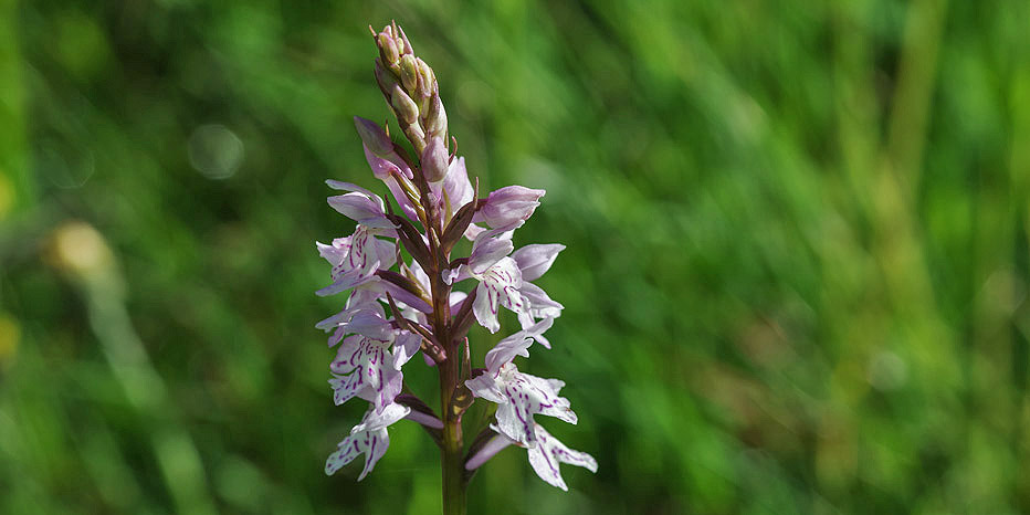 Geflecktes Knabenkraut