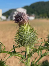 Gewöhnliche Kratzdistel