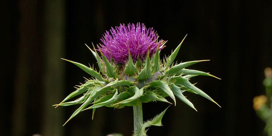 Mariendistel