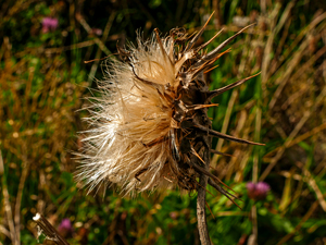 Mariendistel