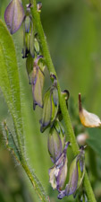 Gewöhnliche Kreuzblume